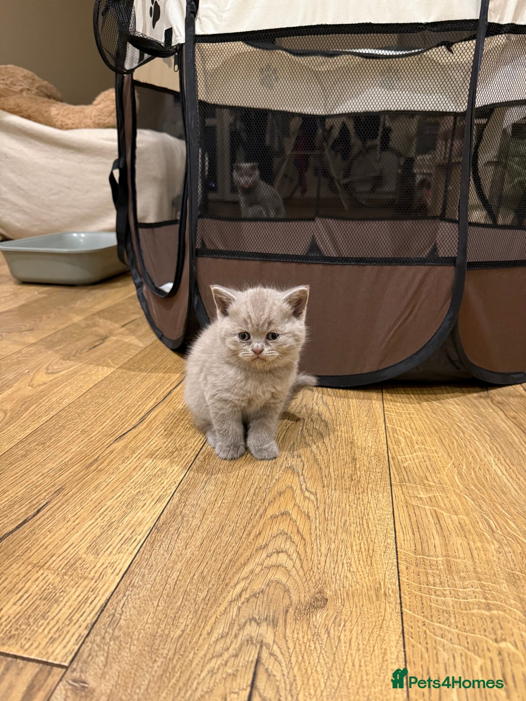 British Shorthair cats for sale: 4 beautiful British shorthair kittens - Advert 5