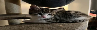 Kitten 2