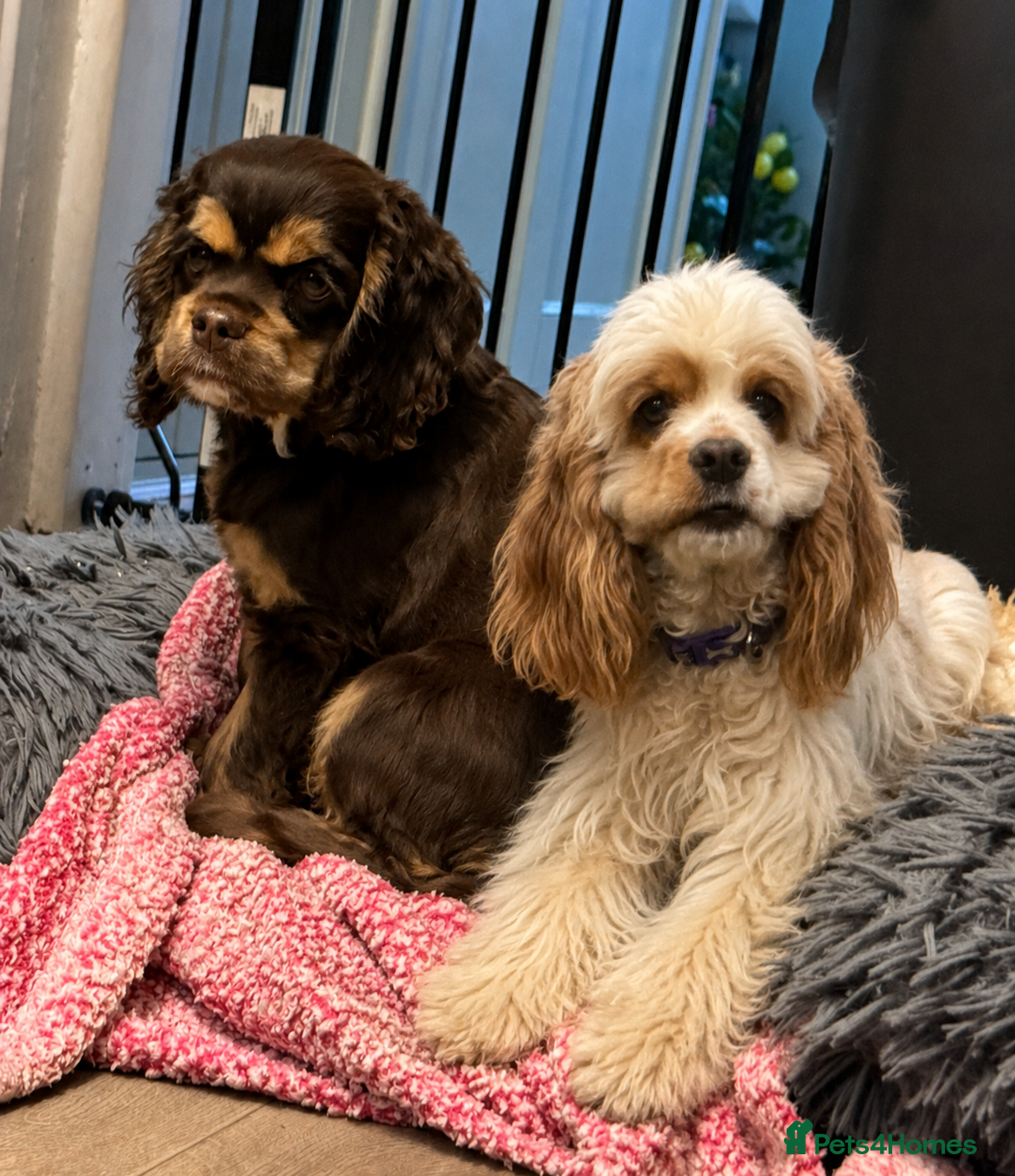 American Cocker Spaniel dogs for sale: chocolate & tan kc reg puppy girl - Advert 4