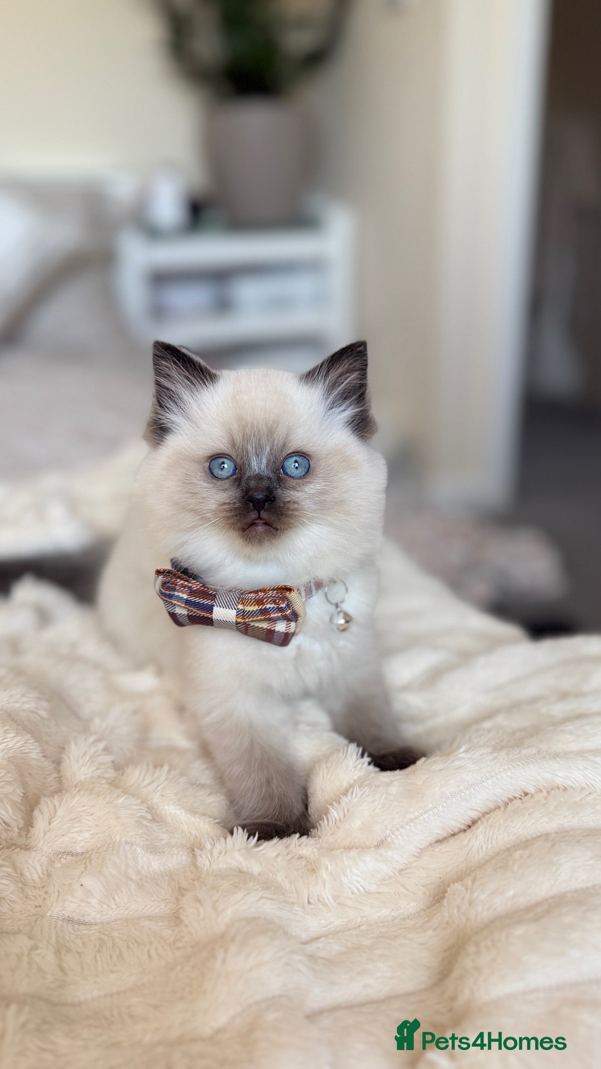 Ragdoll cats Beautiful Ragdoll Kitten for Sale – Seal Point - Advert 1