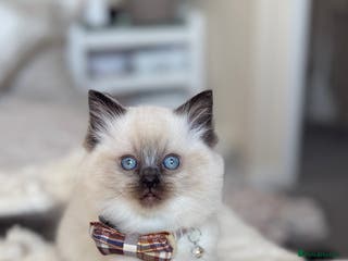 Ragdoll cats Beautiful Ragdoll Kitten for Sale – Seal Point - Advert 1