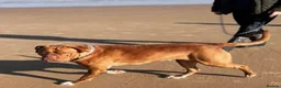 Mixed Breed dogs for sale: Mastiff cross. 10 pups (7 boys… 3 girls…)  - Advert 4