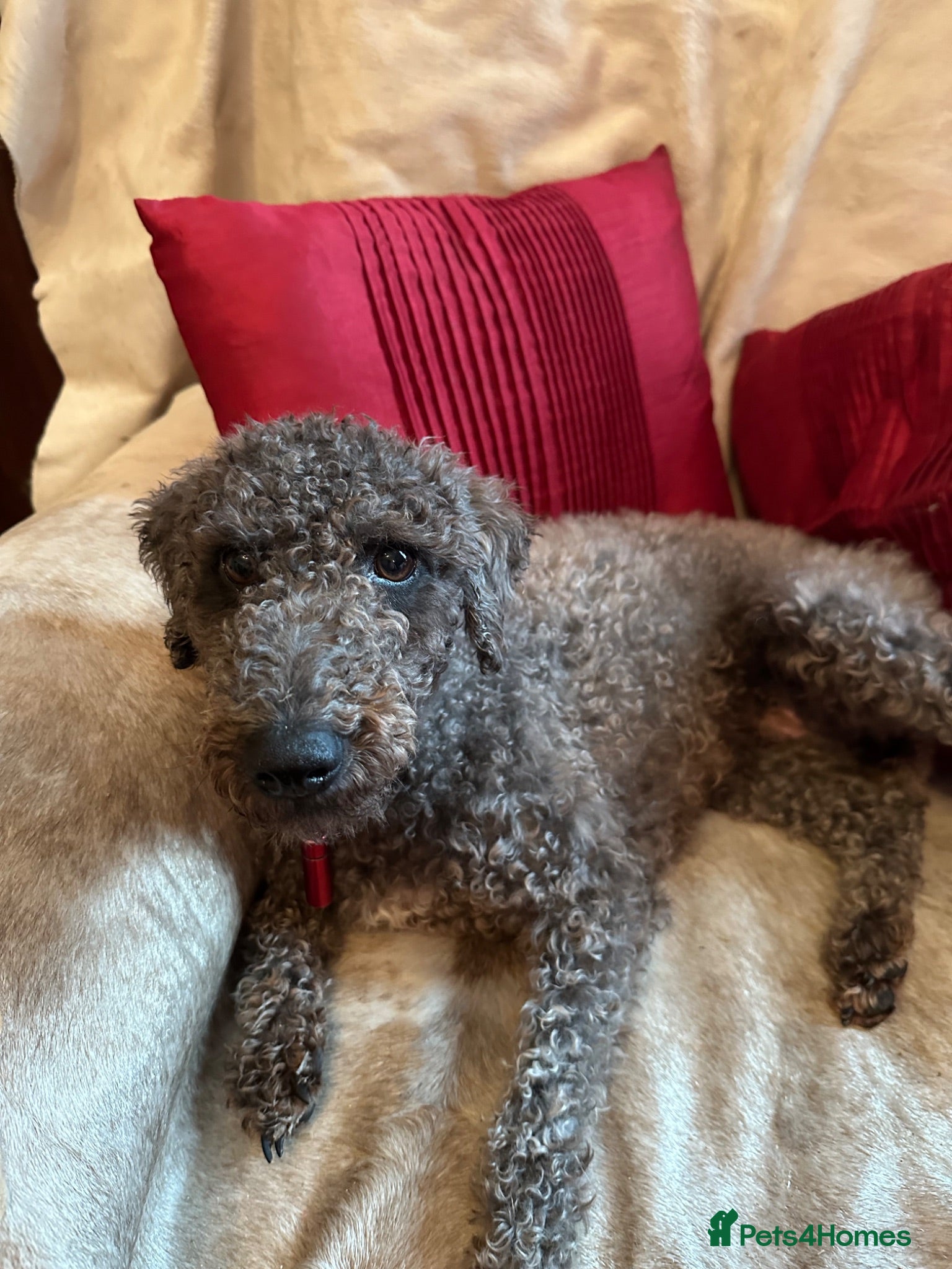 Bedlington Terrier dogs 7/8’s Bedlington x Whippet pups  - Advert 1