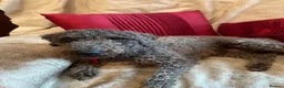 Bedlington Terrier dogs for sale: 7/8’s Bedlington x Whippet pups  in Darwen - Advert 1