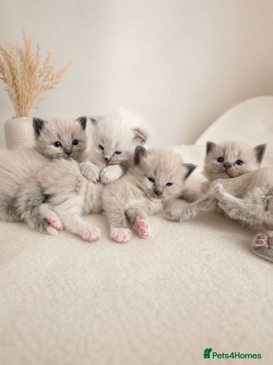 Ragdoll cats Ragdoll kittens  - Advert 1