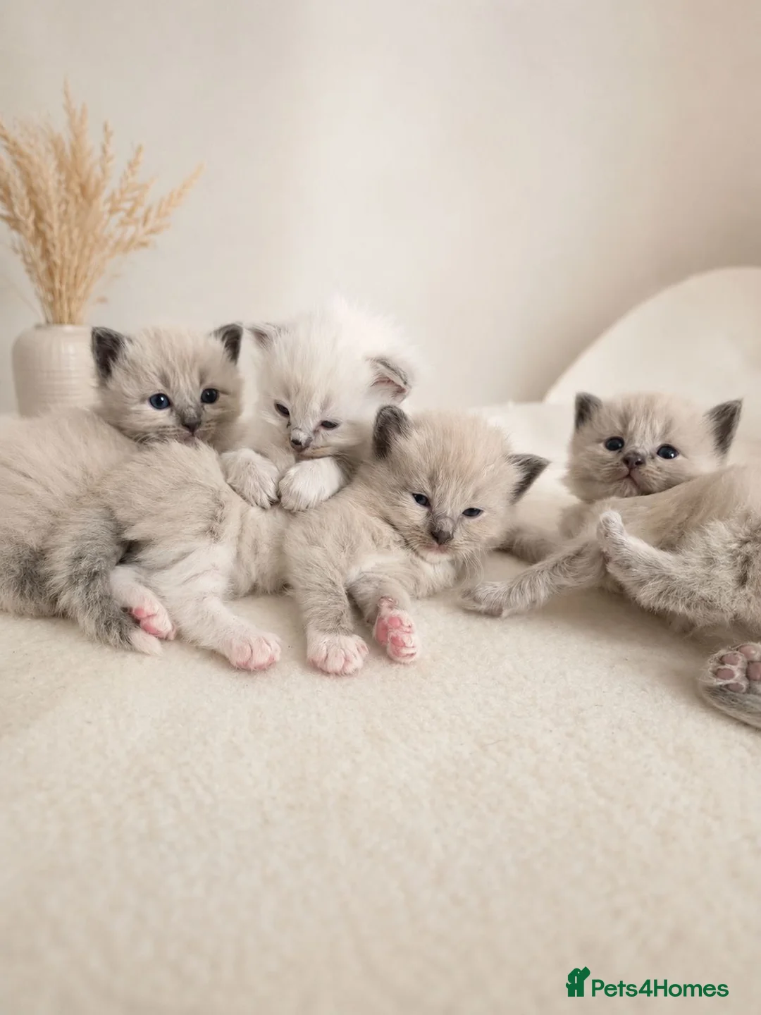 Ragdoll cats for sale: Ragdoll kittens  - Advert 1
