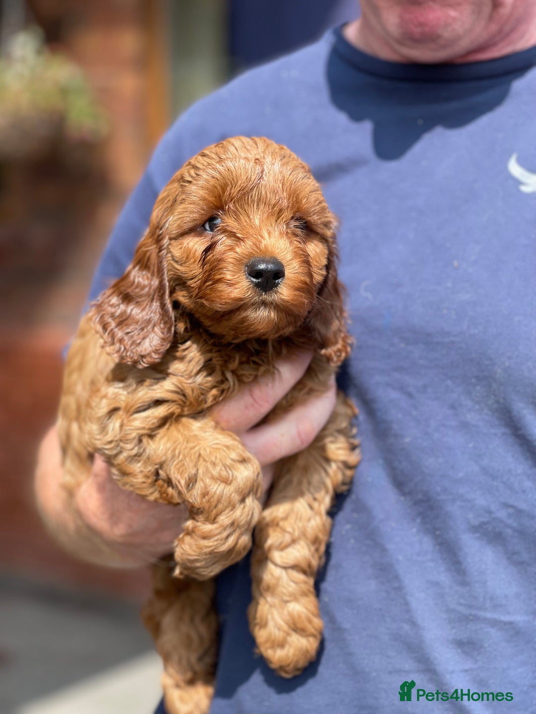 Cavapoo dogs for sale: Extensively Health Tested Cavapoo Puppies - Image 6