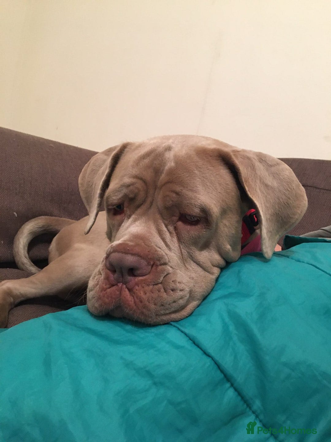 Cane Corso dogs for sale: Beautiful Cane Corso for forever home - Advert 1