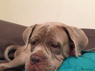 Cane Corso dogs Beautiful Cane Corso for forever home - Advert 1