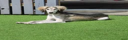 Saluki dogs for sale: Saluki boy  - Advert 2