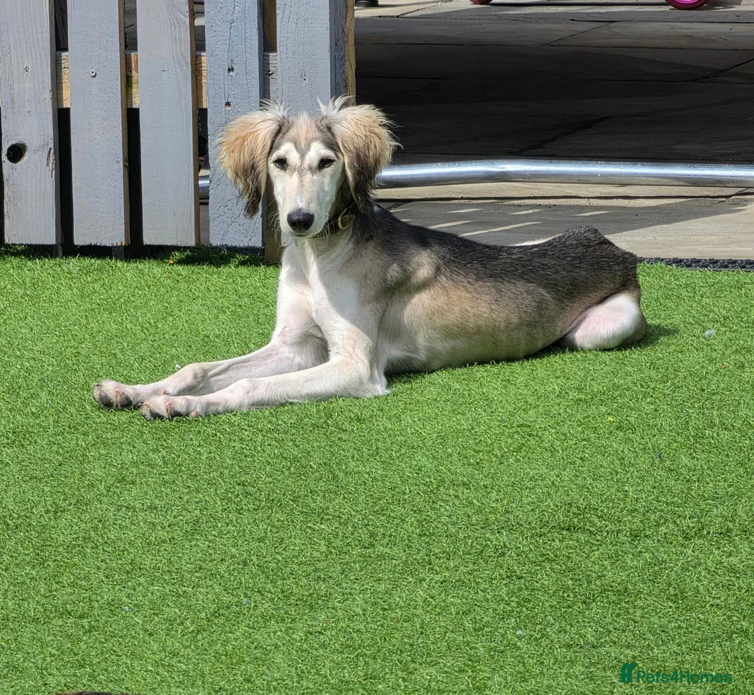 Saluki dogs for sale: Saluki boy  - Advert 2