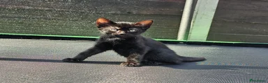 Female kitten 1
