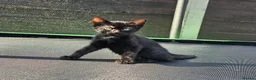 Mixed Breed cats for sale: Mixed kitten litter in Warrington - Advert 4