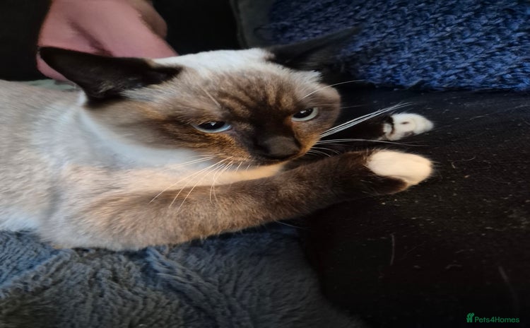 Snowshoe cats Very rare Pedigree Snowshoe kittens ready to go   - Advert 14