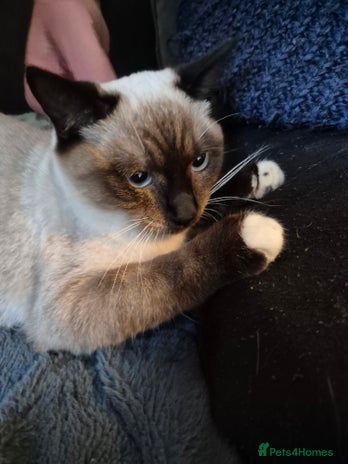 Snowshoe cats Very rare Pedigree Snowshoe kittens ready to go - Advert 1