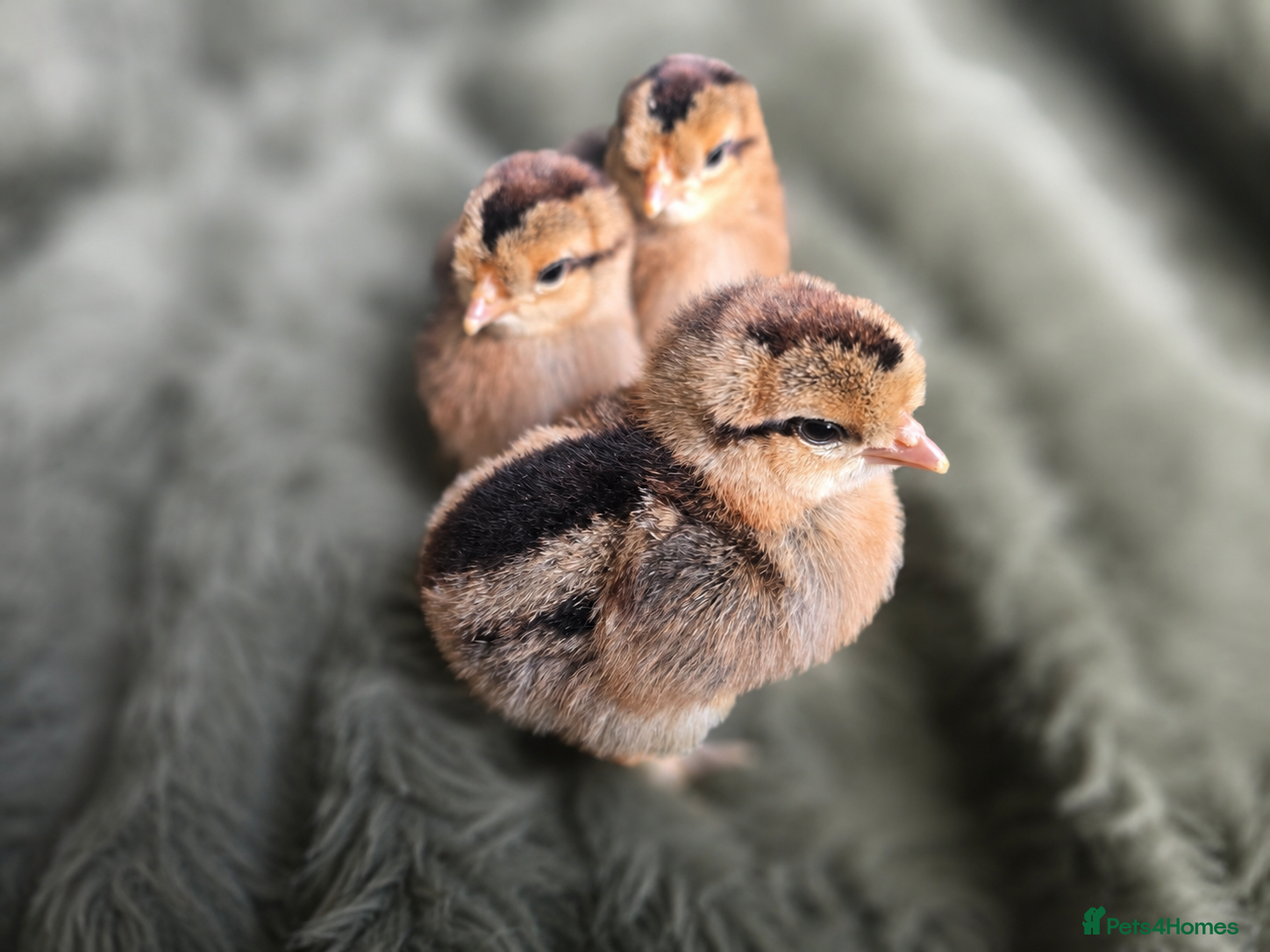 Chickens poultry Cream Crested Legbar Chicks (Female) - Advert 1