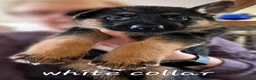 German Shepherd dogs for sale: 1 Gorgeous Male German Shepherd puppy - Advert 28