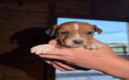 Jack Russell dogs for sale: Jack Russell puppies 5 boys left - Image 30