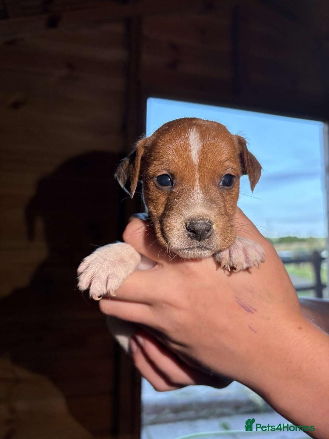 Jack Russell dogs for sale: Jack Russell puppies 5 boys left - Image 30