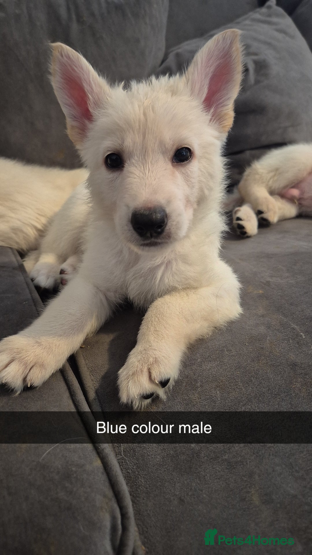 Mixed Breed dogs for sale: Shepinois puppies  - Advert 9