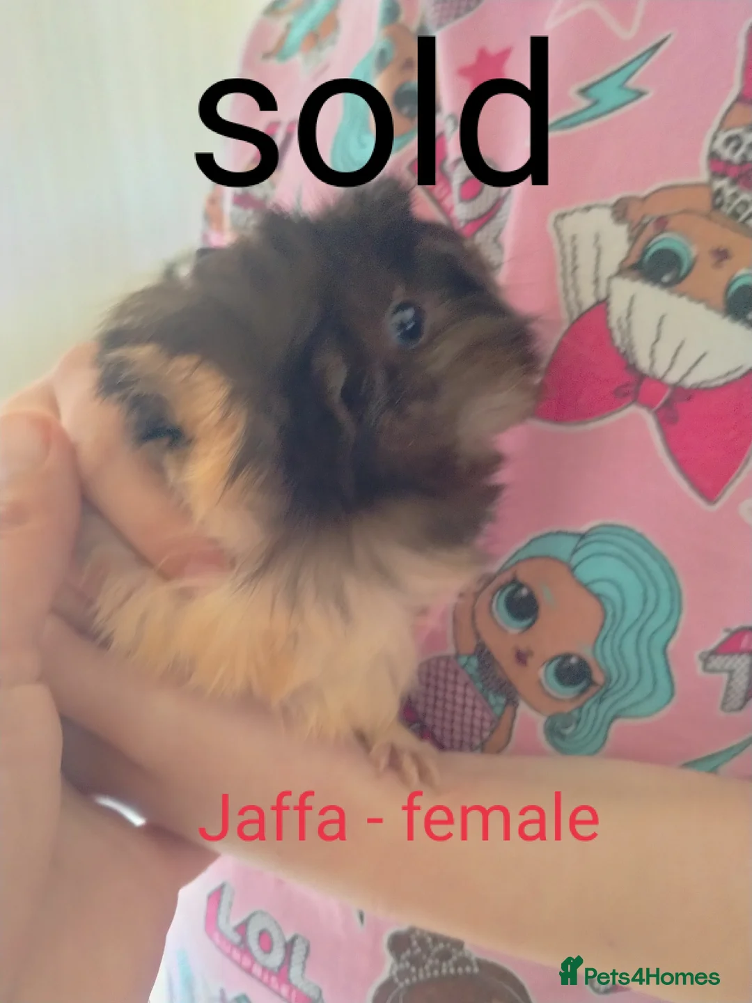 Guinea Pig rodents for sale: Last baby male guinea pig  - Advert 4