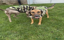 Mixed Breed dogs for adoption: Tony deserves the best forever home - Advert 9