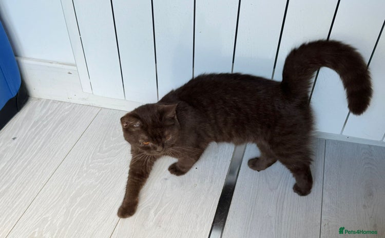 British Shorthair cats in Birmingham - Advert 2