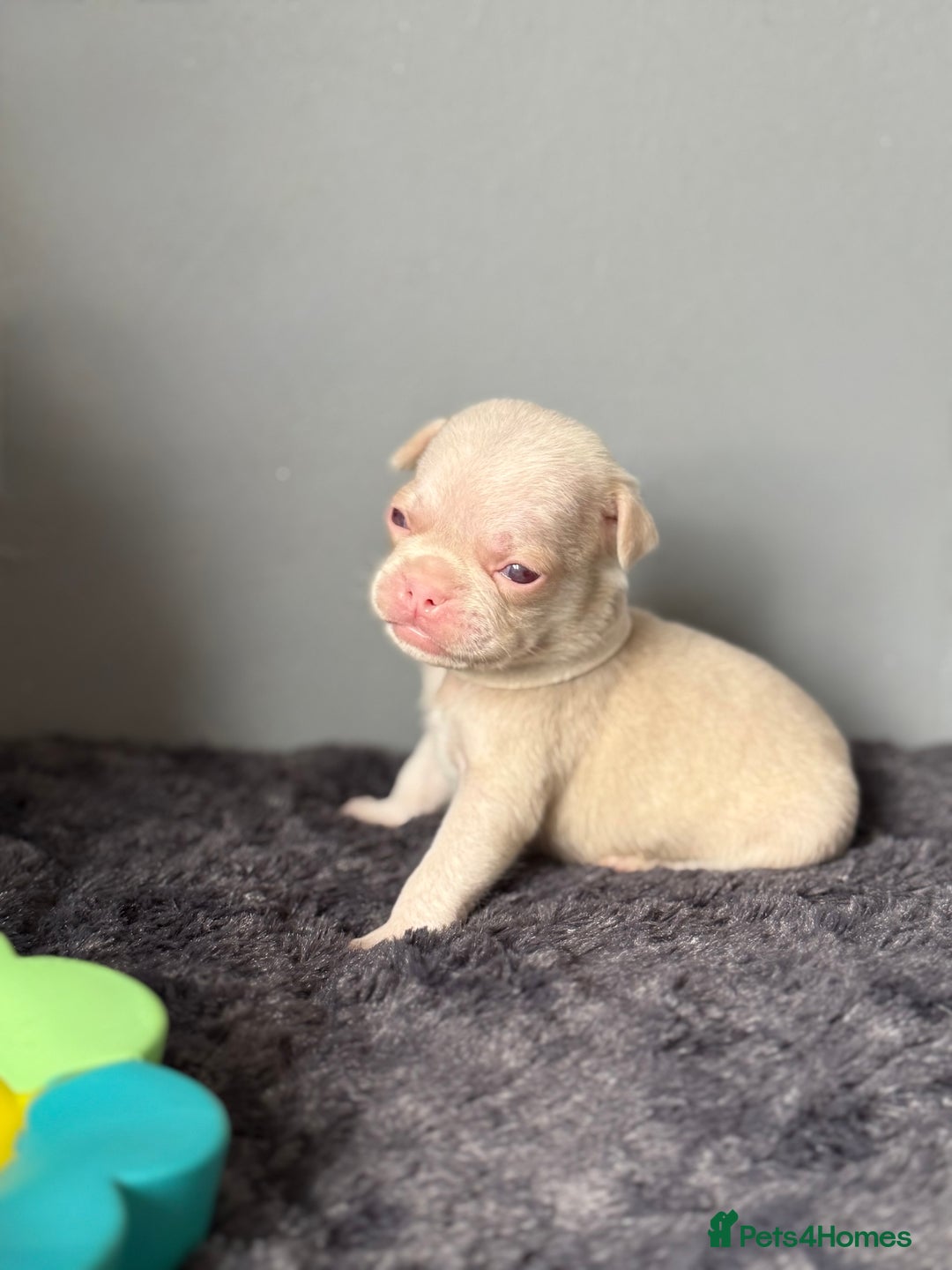 Pug dogs for sale: 7 boys ready to go next week!!!🩵 - Image 28