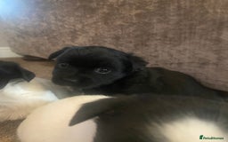 Jack Russell dogs for sale: Beautiful jack Russell terrier puppies  - Image 5