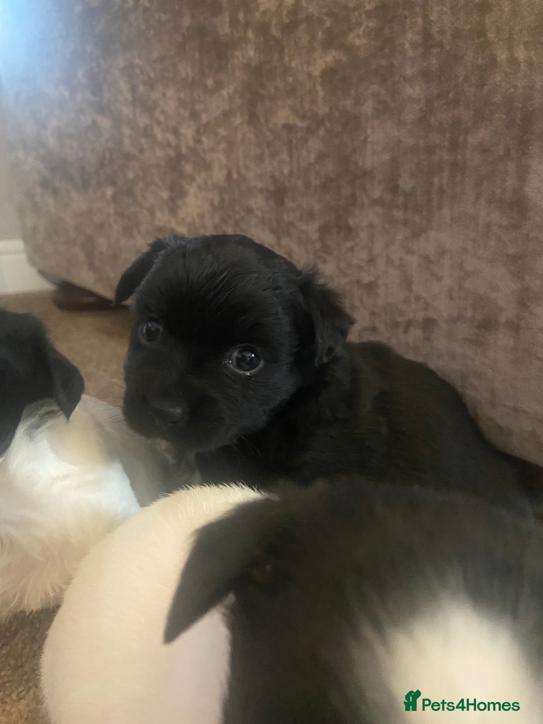 Jack Russell dogs for sale: Beautiful jack Russell terrier puppies  - Image 5