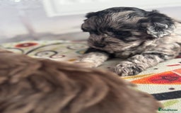 Shihpoo dogs for sale: Outstanding Shihpoo puppies - Image 13