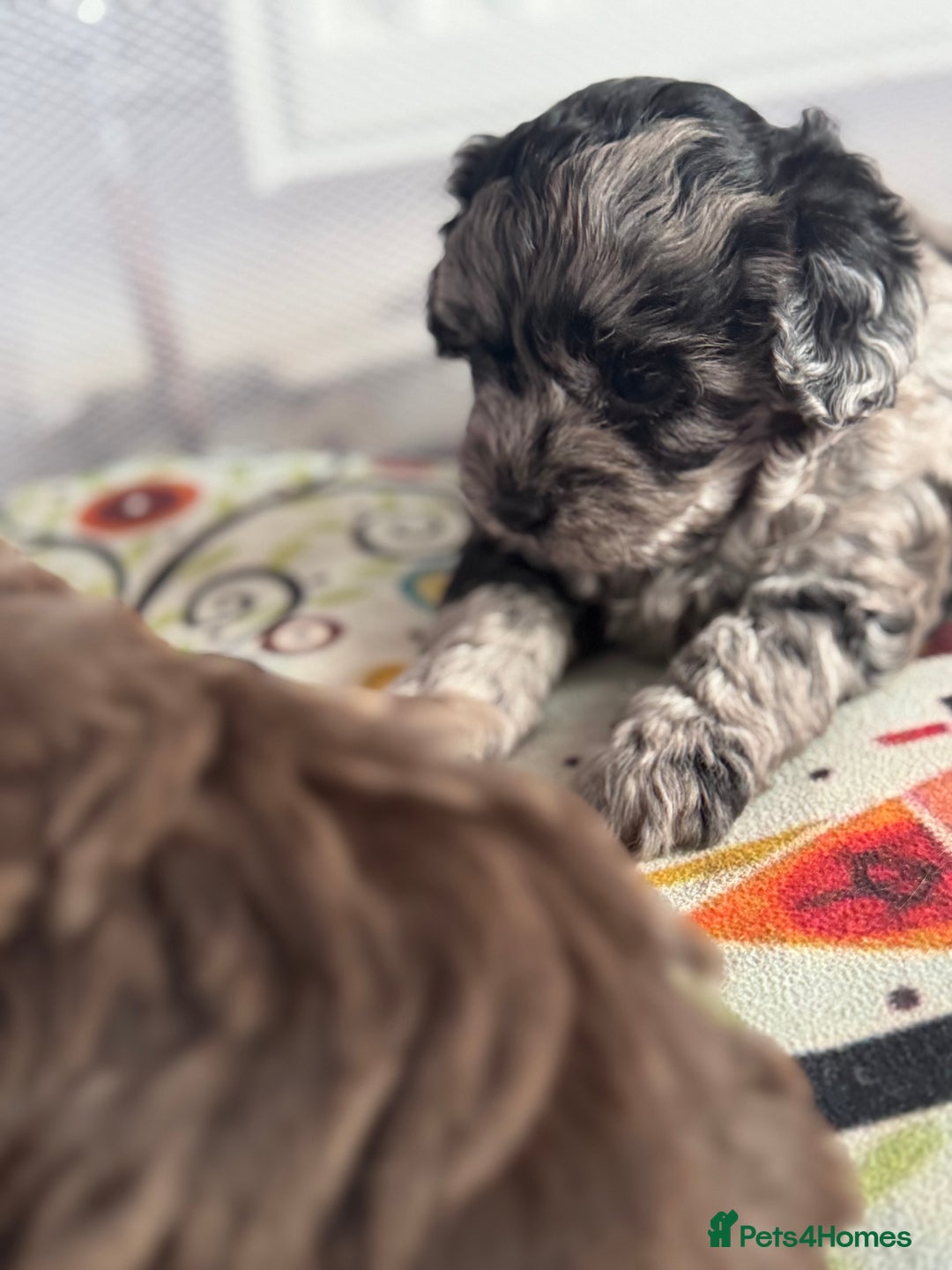 Shihpoo dogs for sale: Outstanding Shihpoo puppies - Image 13