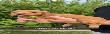 Cockapoo 2
