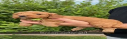 Cockapoo dogs for sale: Stunning F1 cockapoo puppies - Advert 12