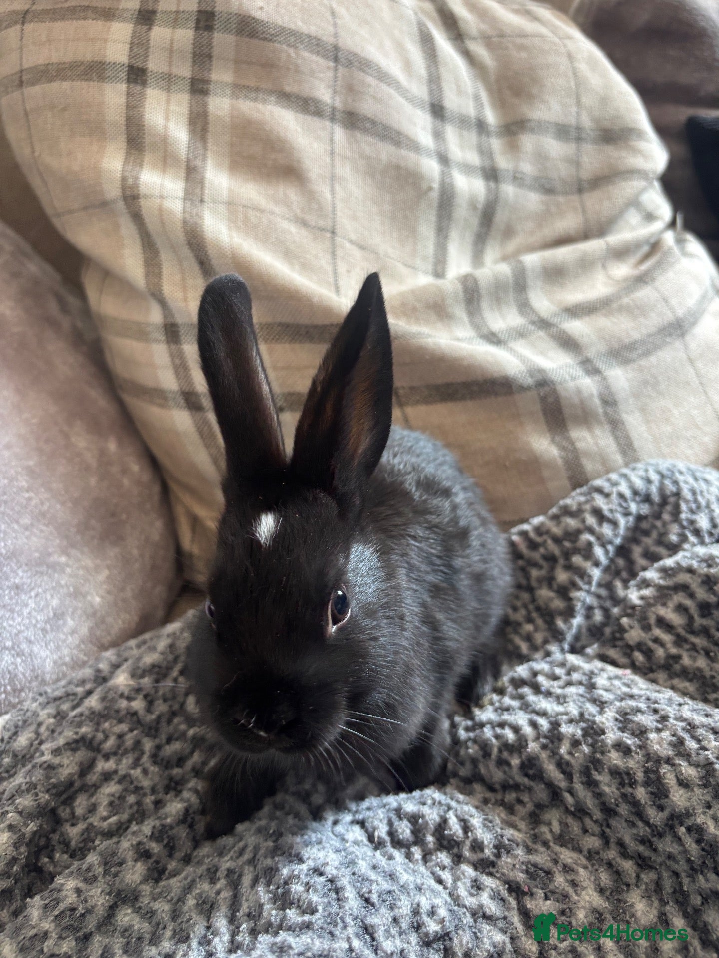 Netherland Dwarf rabbits Neverland dwarf mix  - Advert 4