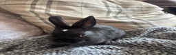 Netherland Dwarf rabbits for sale: Neverland dwarf mix  in Willenhall - Advert 1