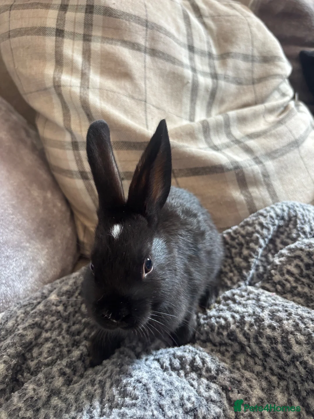 Netherland Dwarf rabbits for sale: Neverland dwarf mix  in Willenhall - Advert 1
