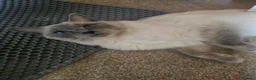 Ragdoll cats for sale: Beautiful Ragdolls Looking For Their Forever Home - Advert 12