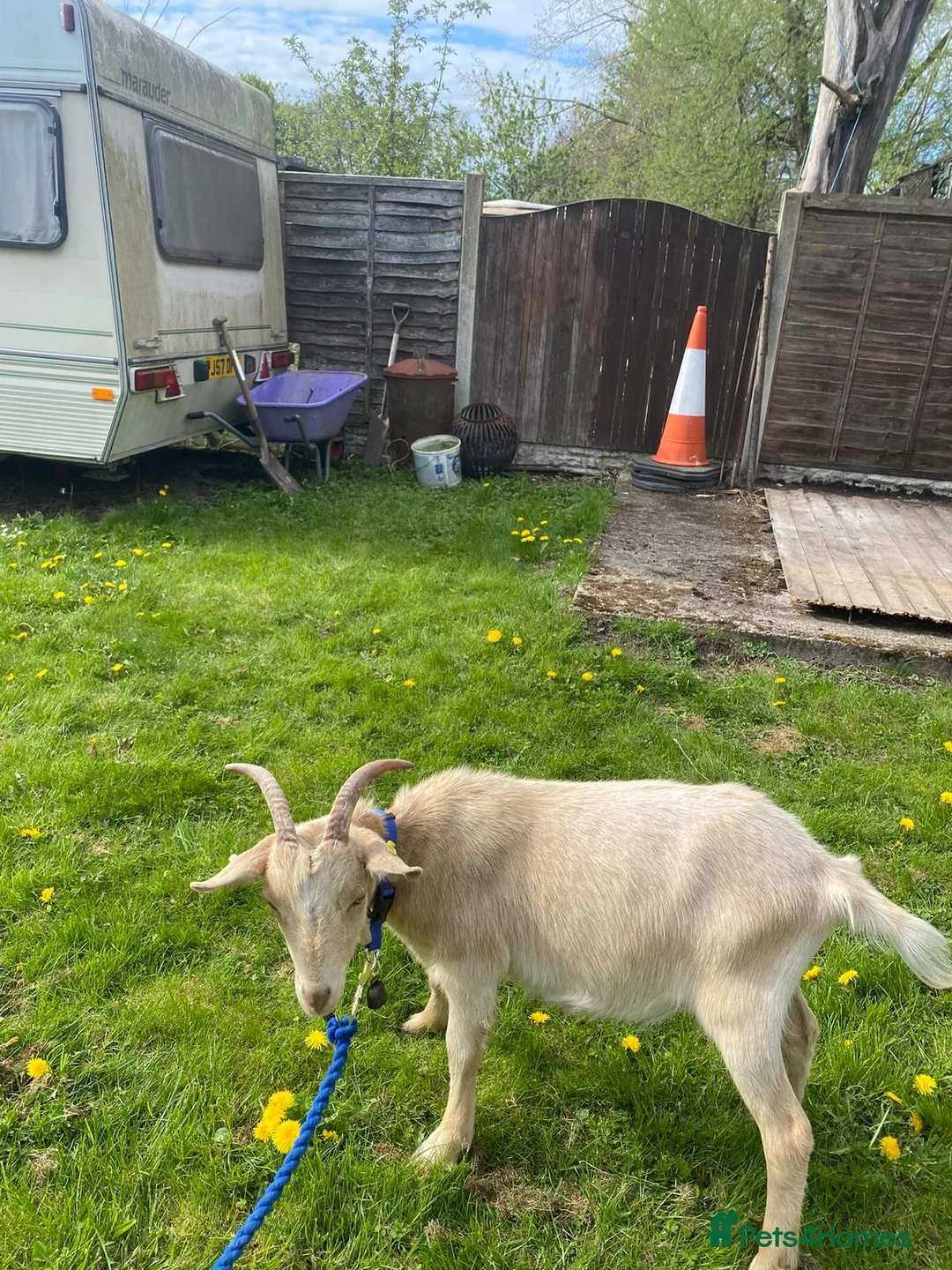 Goats livestock for sale: A pair of goats, 1 female Nancy, 1 wether Walter in Leeds - Advert 6