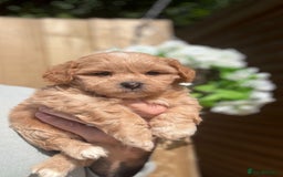 Shihpoo dogs for sale: 🩷 Gorgeous F1 Shih Poo Puppies 💙 - Image 1