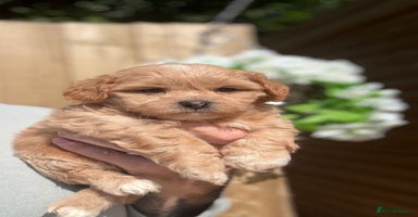 Shihpoo dogs - Advert 11