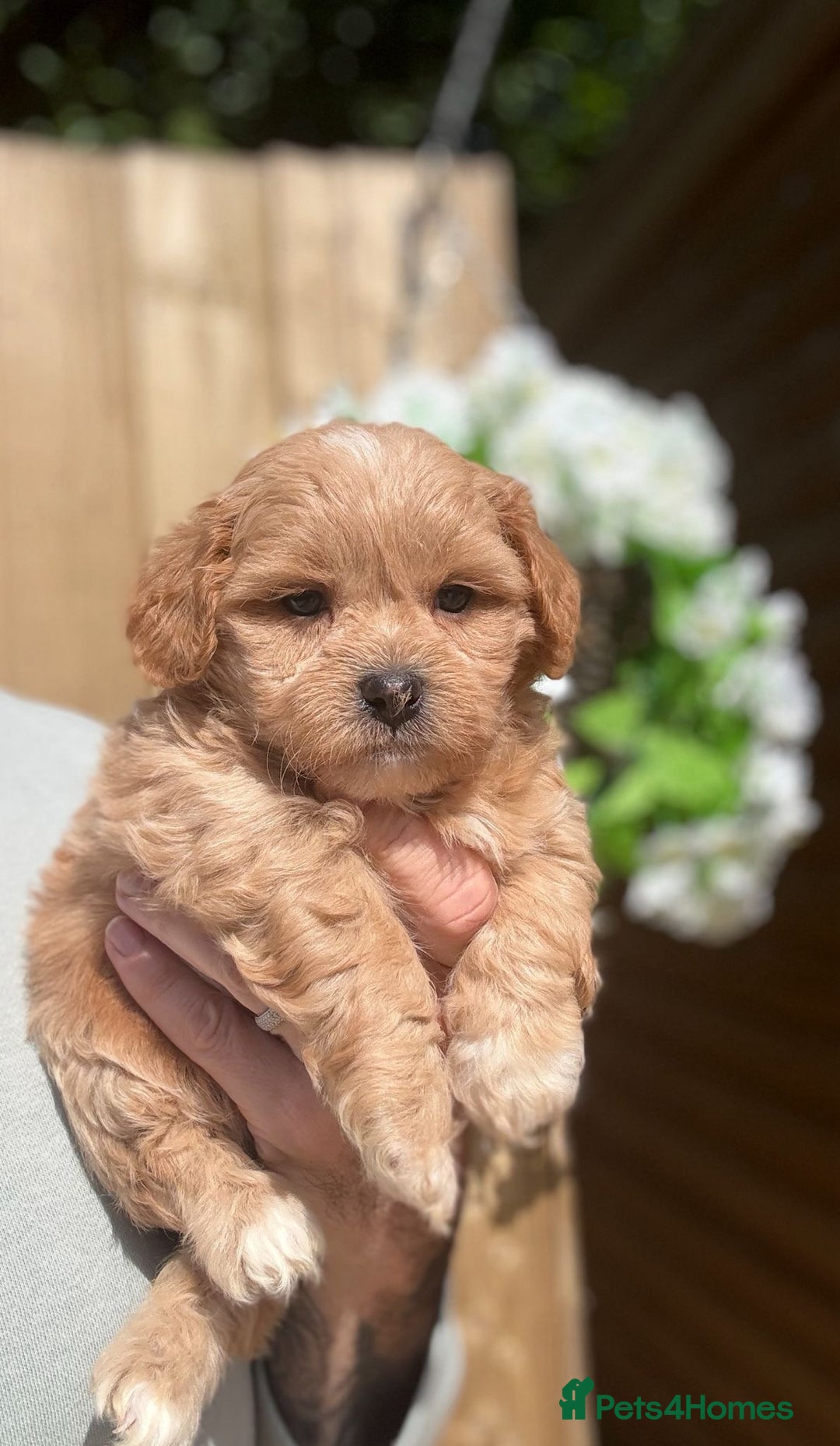 Shihpoo dogs for sale: 🩷 Gorgeous F1 Shih Poo Puppies 💙 - Image 1