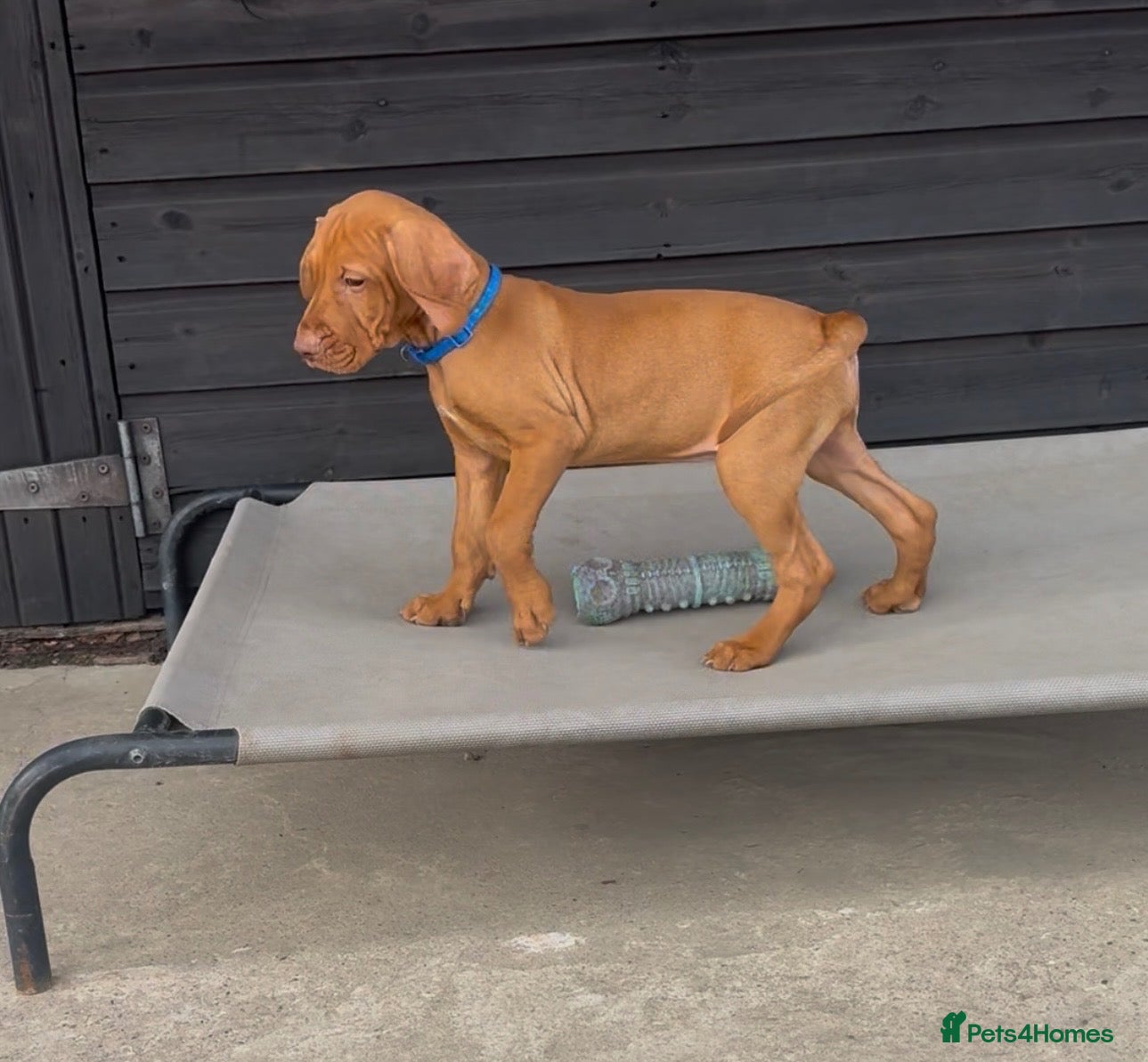 Hungarian Vizsla dogs Gorgeous Hungarian Vizsla puppies  - Advert 1
