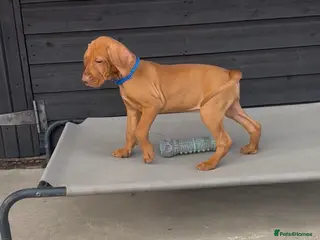 Hungarian Vizsla dogs Gorgeous Hungarian Vizsla puppies - Advert 6