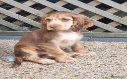 Cocker Spaniel dogs for sale: Gorgeous Chocolate & Sable Show Cocker Pups Ready - Image 37