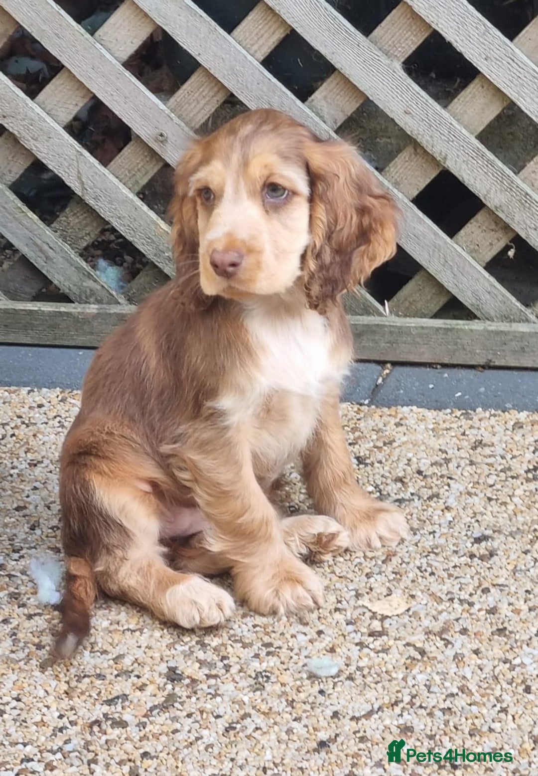 Cocker Spaniel dogs for sale: Gorgeous Chocolate & Sable Show Cocker Pups Ready - Image 37
