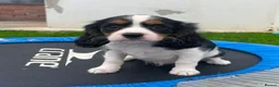 Cavapoo dogs for sale: COCKERLIERPOO puppies for sale - Advert 8