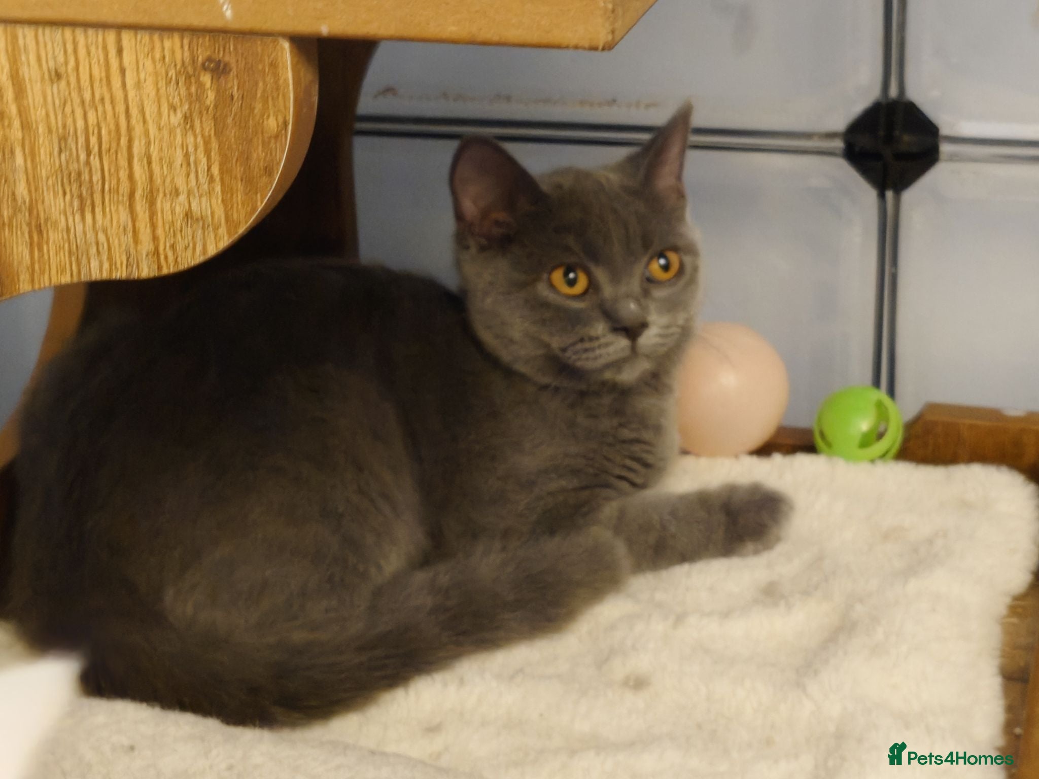 British Shorthair cats Lovely Molly left still looking for her forever🏠 - Advert 1