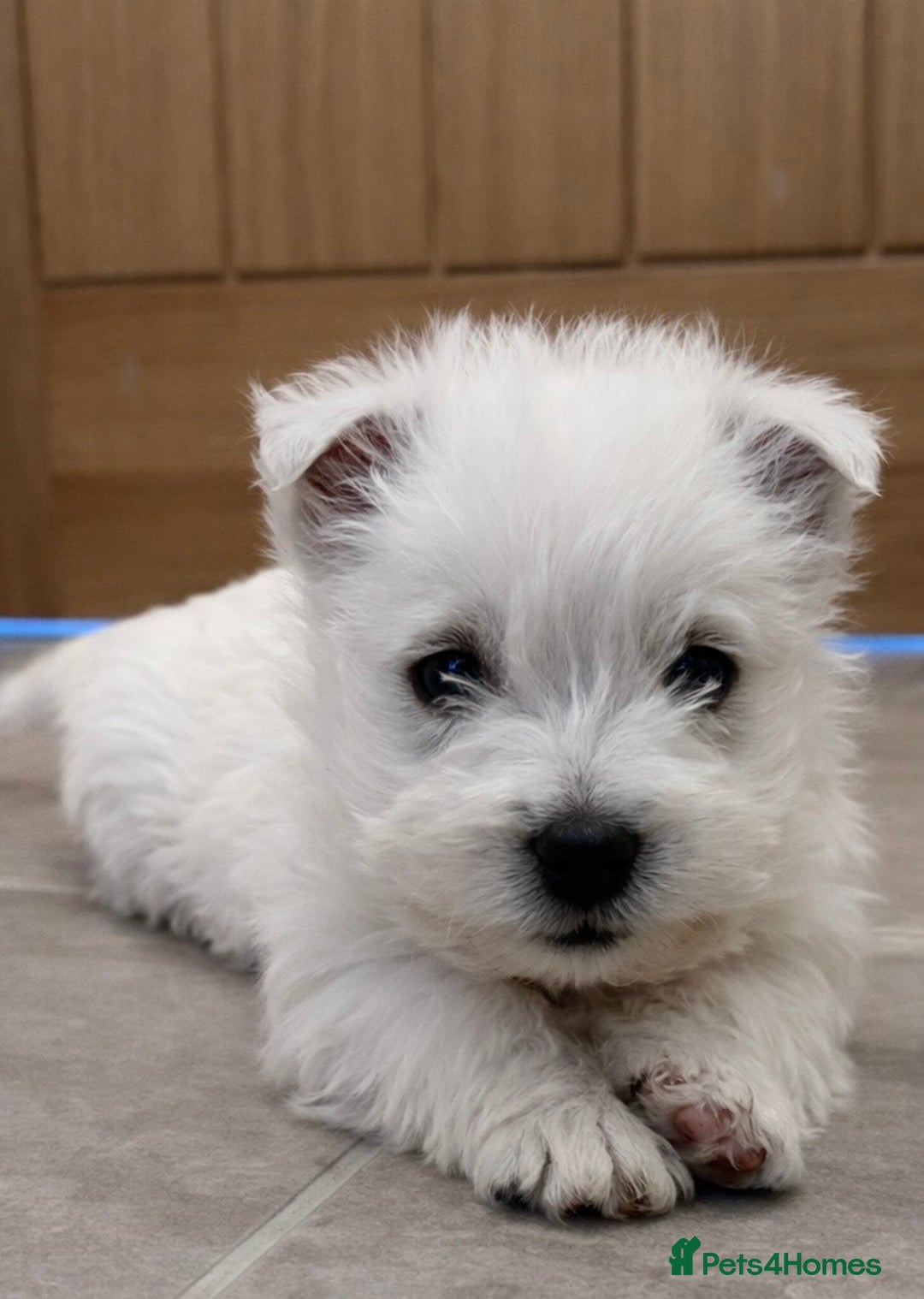 West Highland Terrier dogs for sale: KC Registered West Highland Terriers - Advert 2