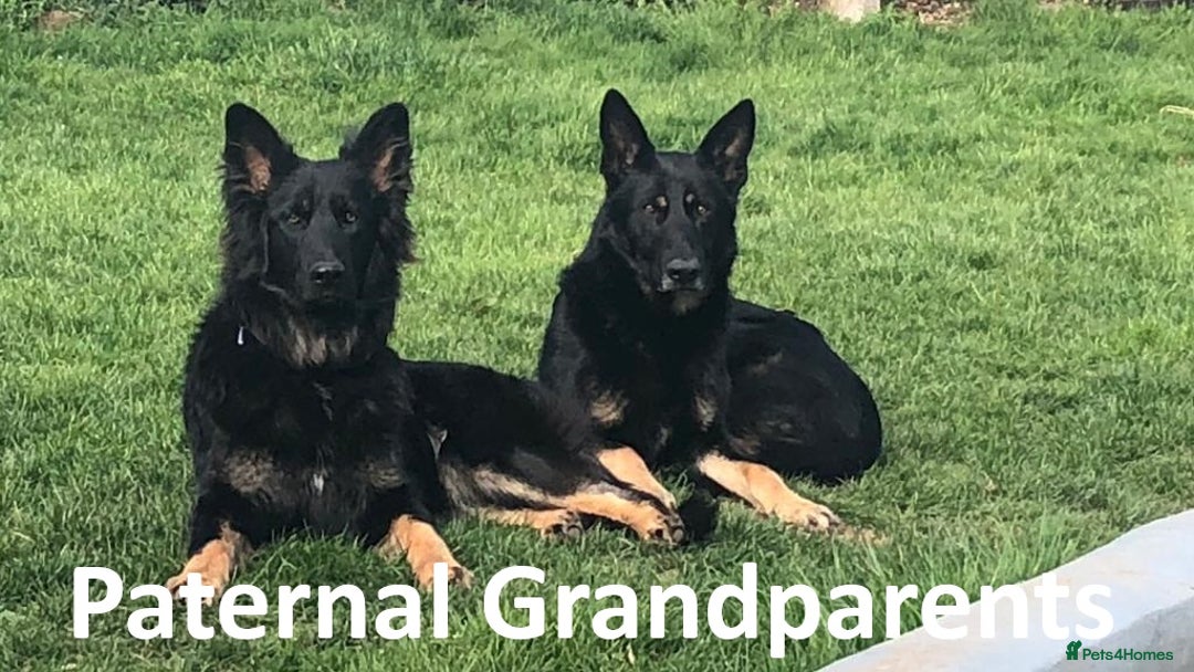 German Shepherd dogs for sale: Rare All-Black GSD Girls - Parents Owned & Present - Advert 5